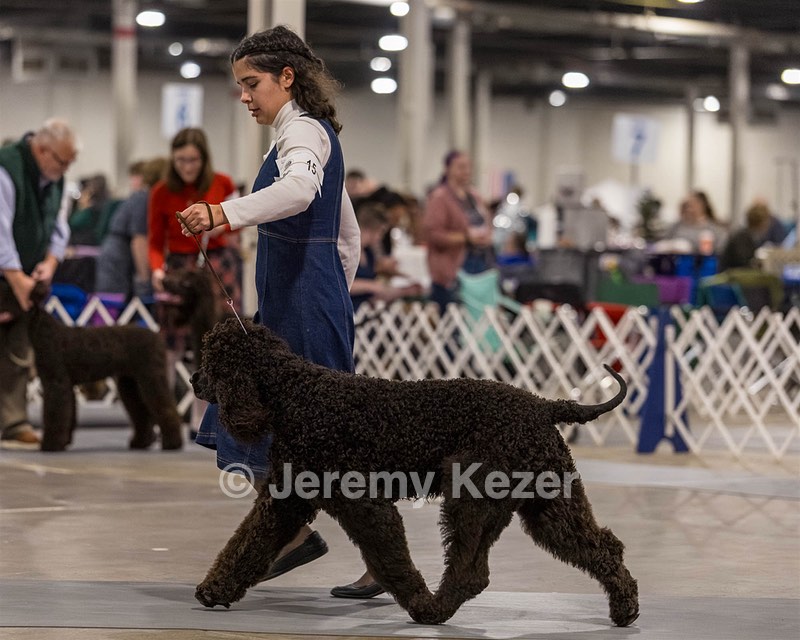 15 - CH POOLE'S IDE DARK KNIGHT (Oscar)