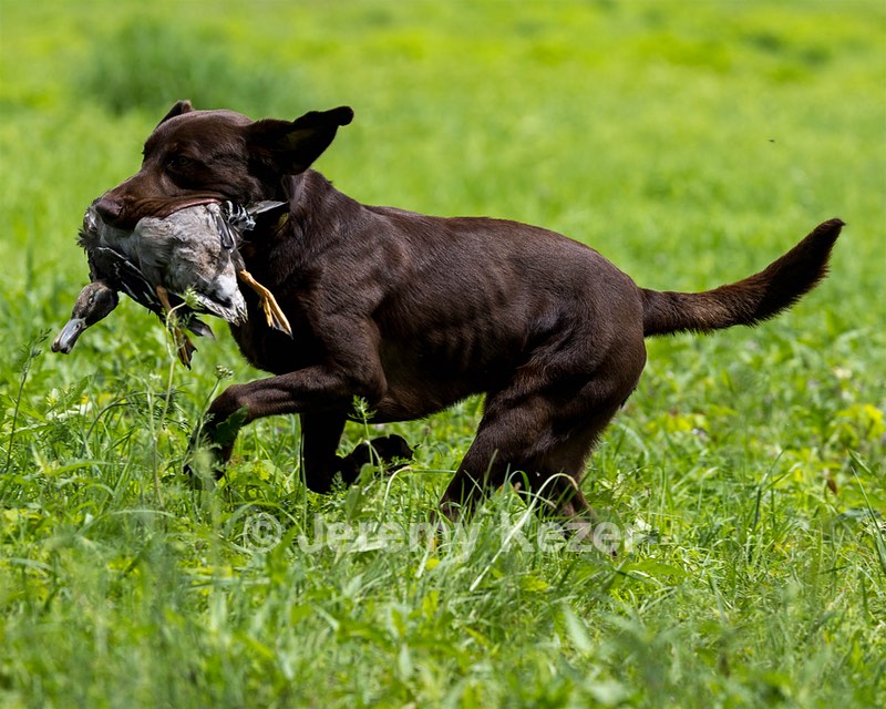 Moose Molle