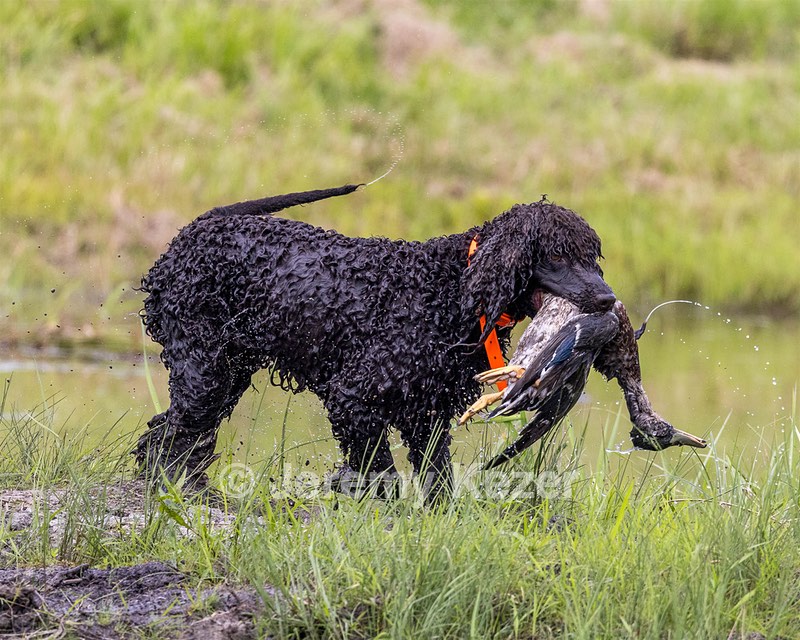 Ghillie Kezer