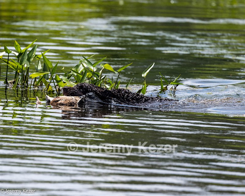 Ghillie