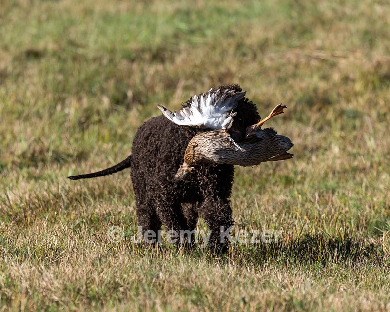 Ghillie Kezer