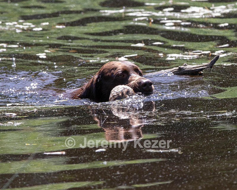 Otter Donlon
