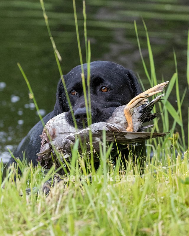 Ruffy Wolcott