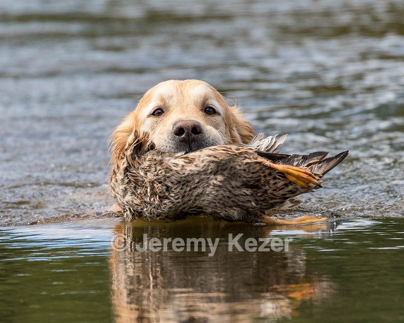 Ghillie Deresienska