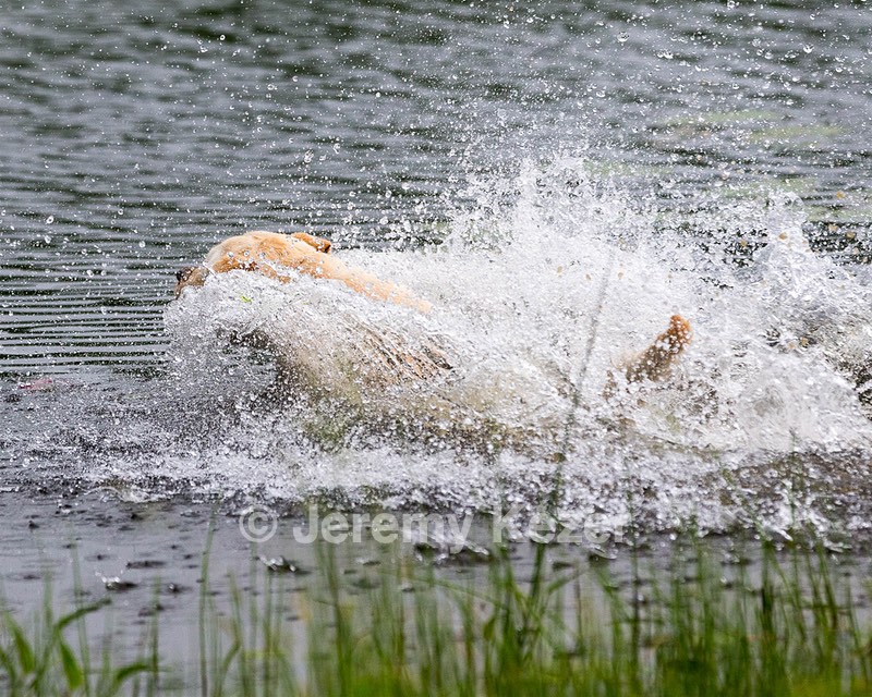 Goose