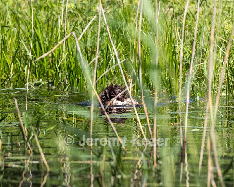 BEAR Krackow