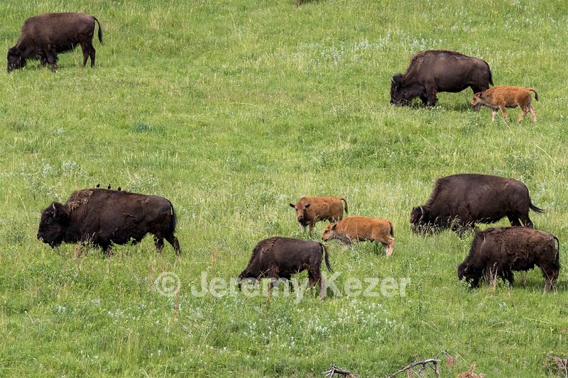 Bison, Custer State Park, South Dakota