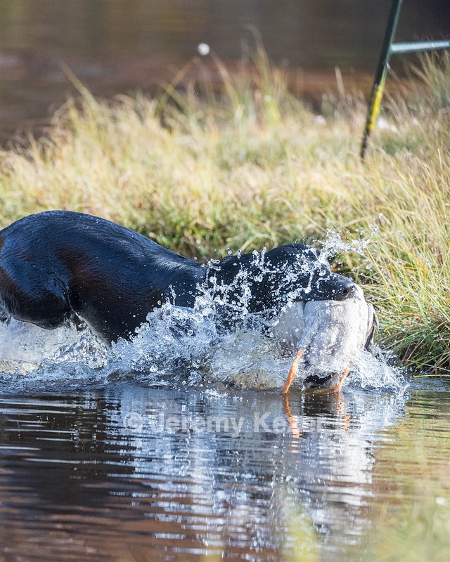 River Woodfall