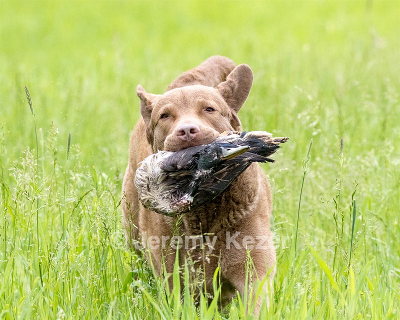 Hunter Law