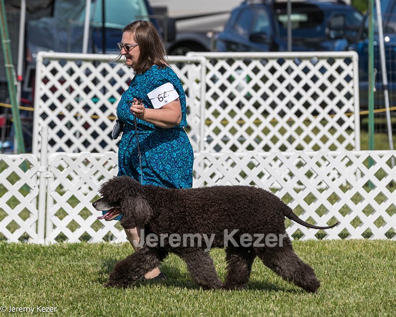 64 - CH Navarone's Absolutely Fabulous RN CGC (Edwina)