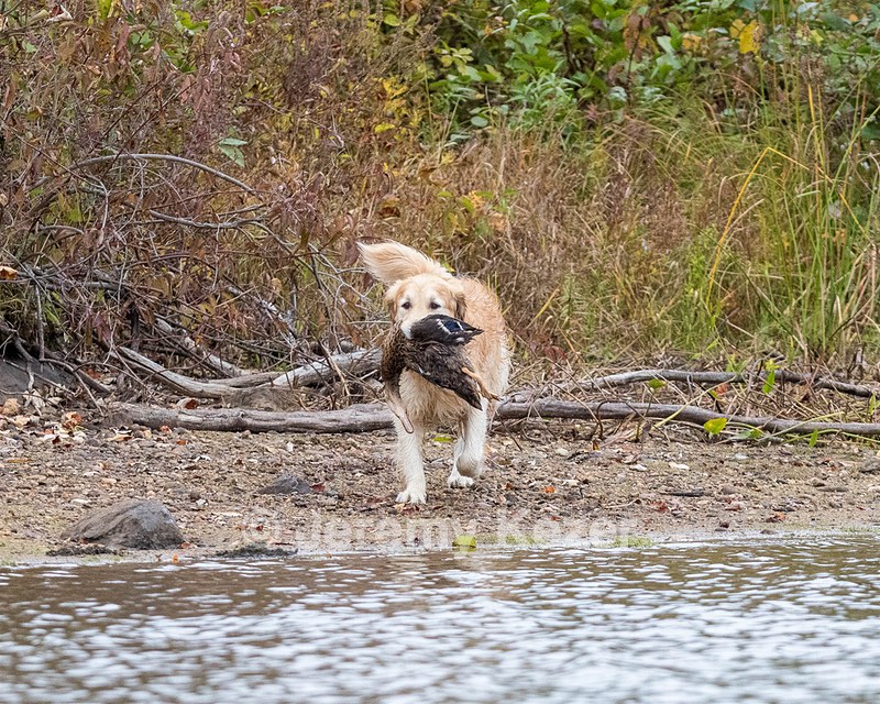 Ghillie