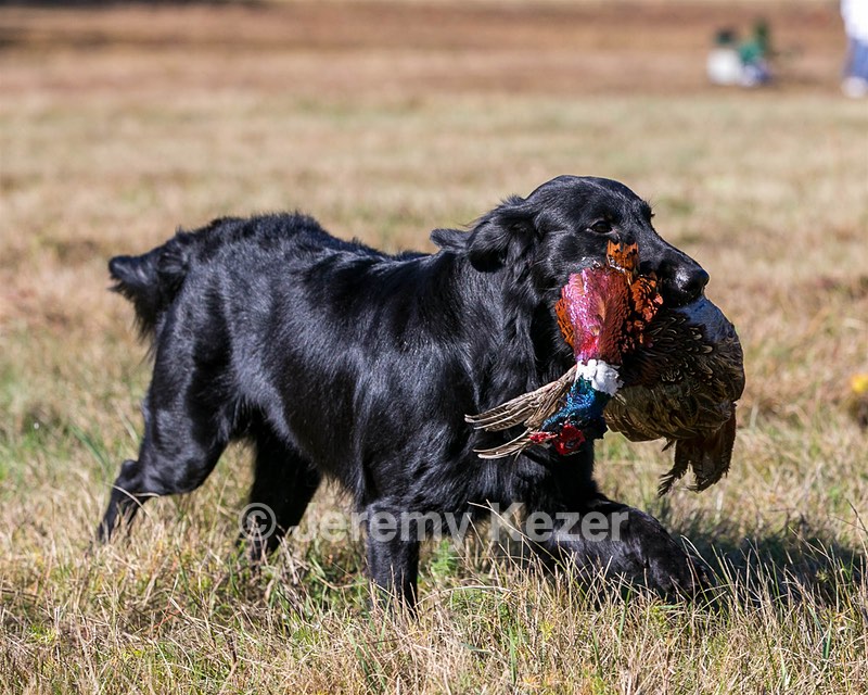 Hunter