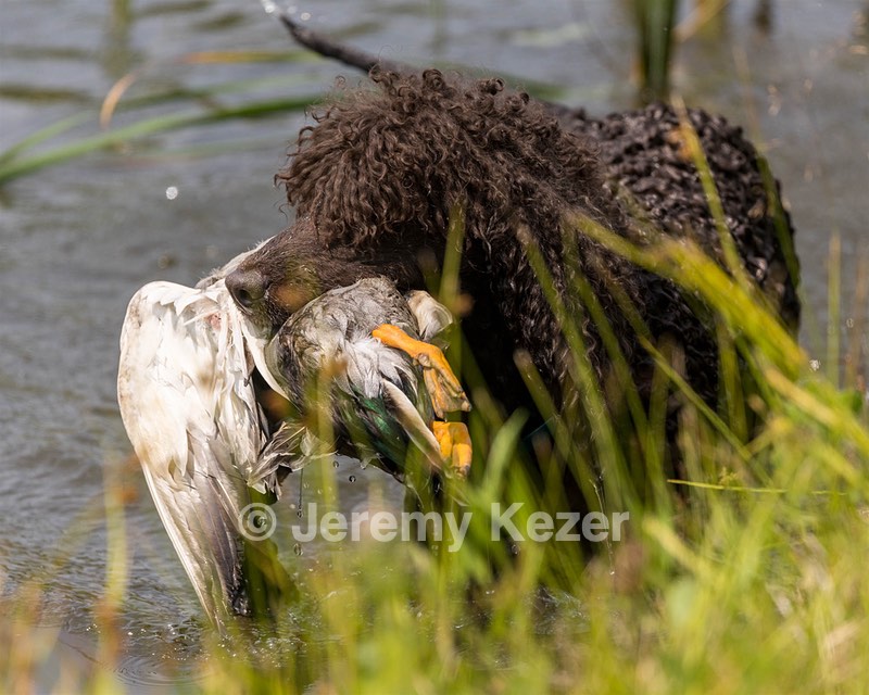 Ghillie Kezer