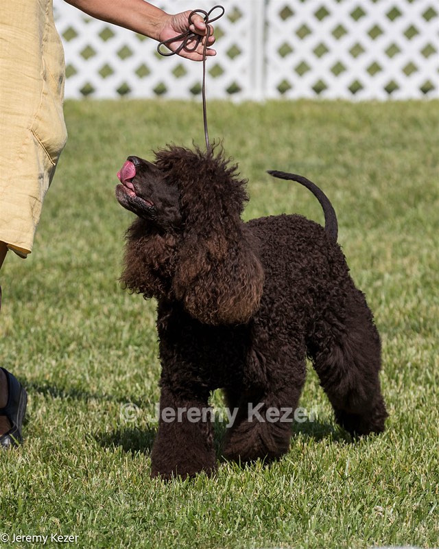 86 - GCH CH Chantico's The Power Of One (Allure)