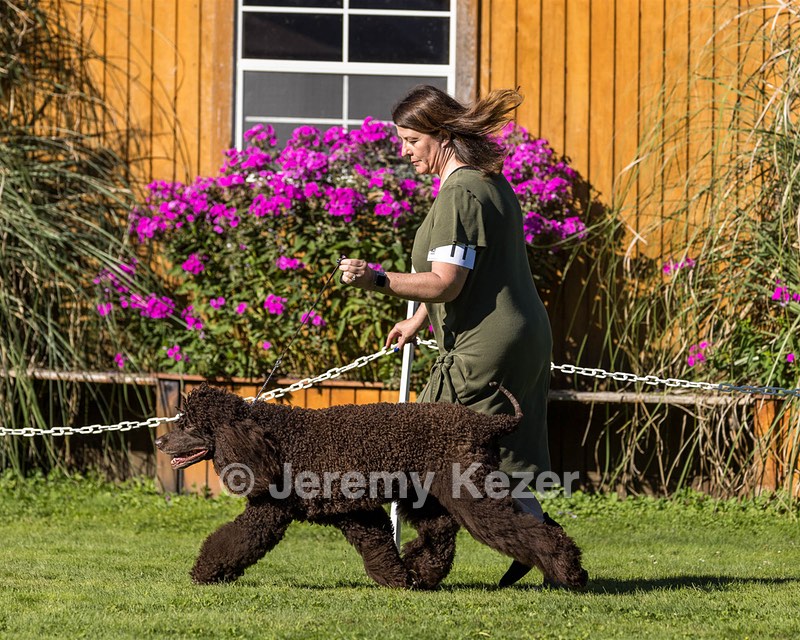 11 - GCH CH BREKKON'S FIRST MARK BN RN CGC TKN (Hunny)