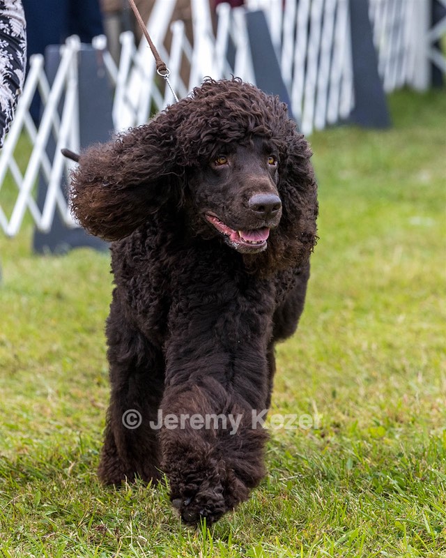 25 - GCH CH POOLE'S IDE RIPTIDE OHS RI DS CGC (Rip)