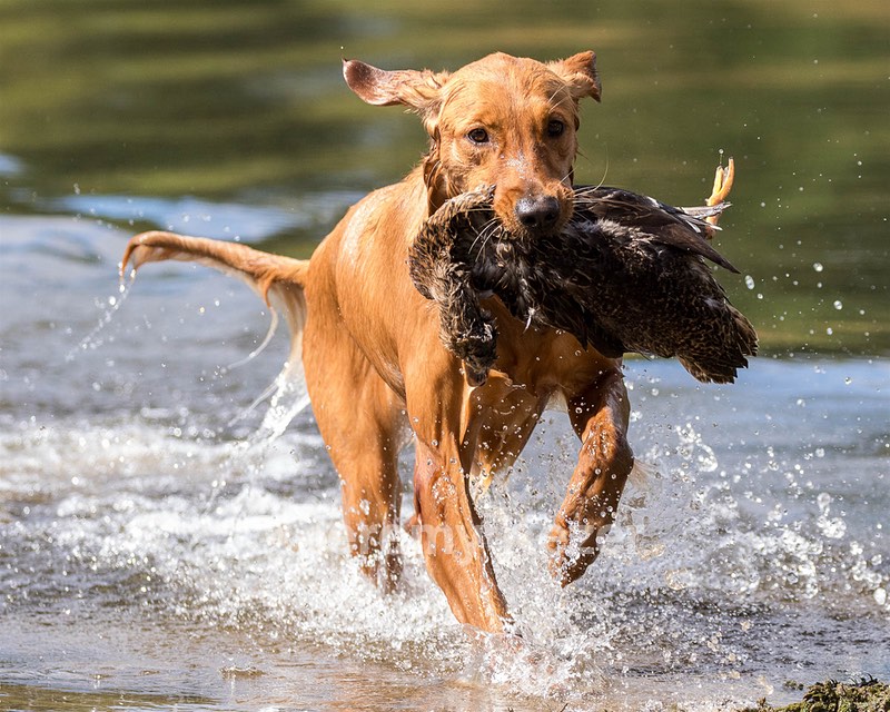Montee DeBernardi
