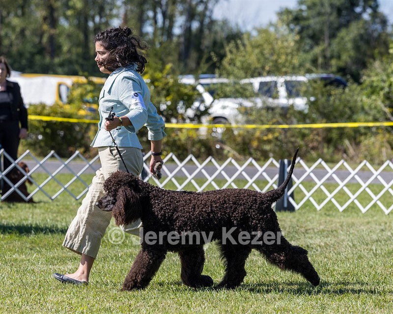 09 - GCH CH POOLE'S IDE DARK KNIGHT RN CGC TKN ATT (Oscar)