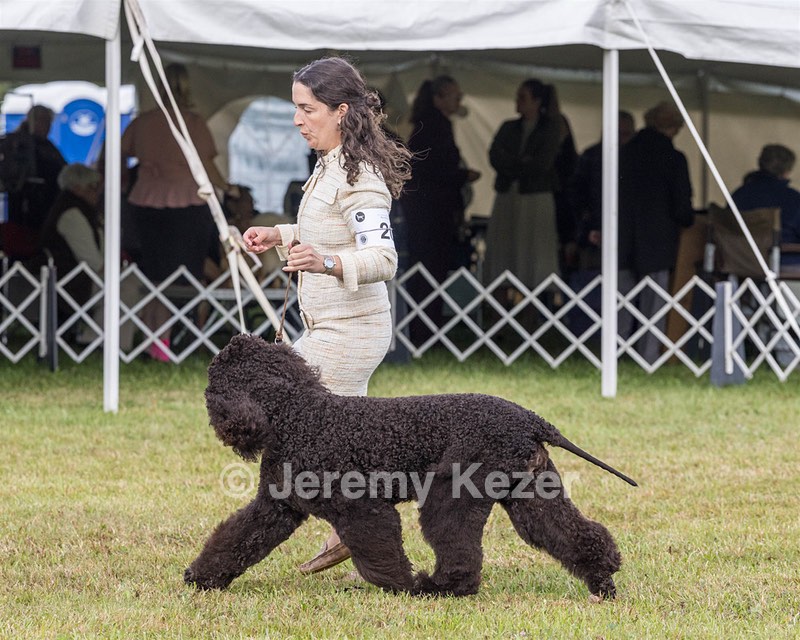 20 - GCHS CH POOLE'S IDE SAY NO MORE OHS CD RE JH DS (Simone)