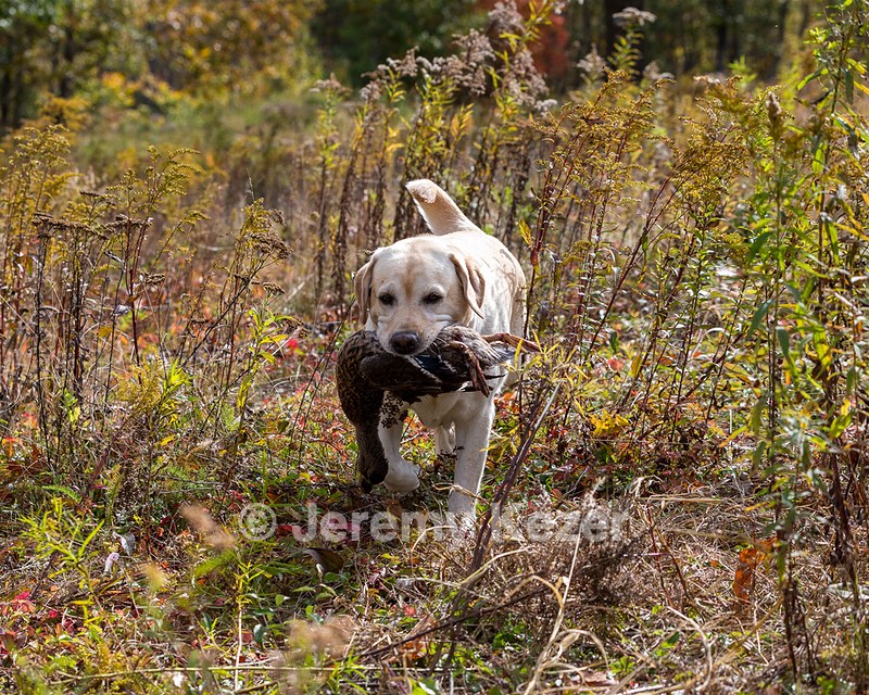 Meadowmere's Annisquam JH WC CGC (Annie)