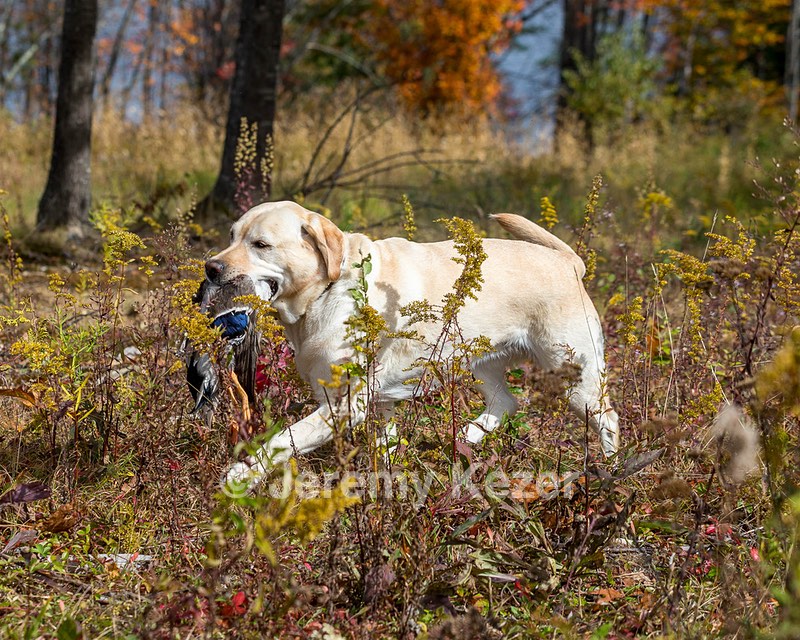 Meadowmere's Annisquam JH WC CGC (Annie)