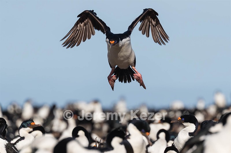 Imperial Shag, Bleaker Island, The Falklands