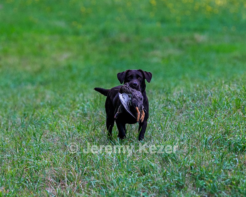 Katlee