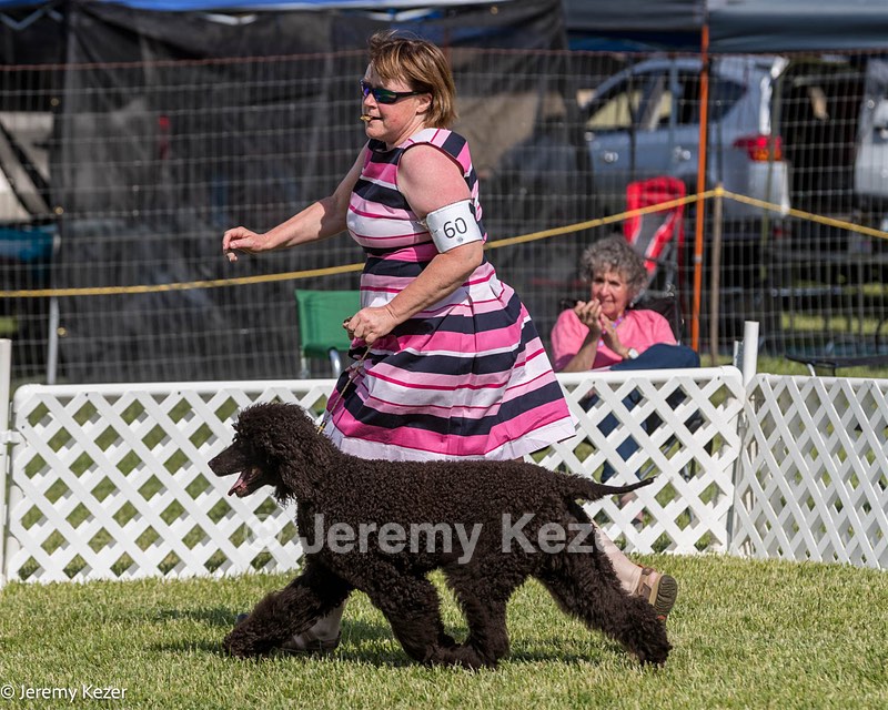 60 - GCH CH All Green Wi'Envy V Alpha Nordic CD RE RATN DS CGCA TKN