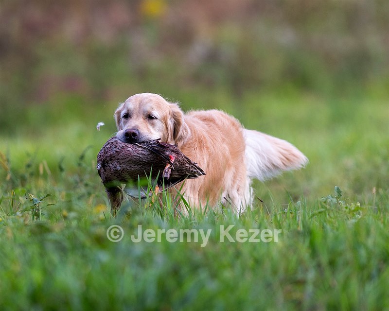 Ghillie Deresienska