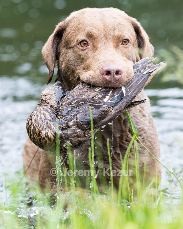 Hunter Law