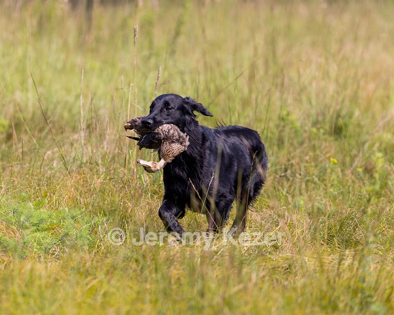 Ziva