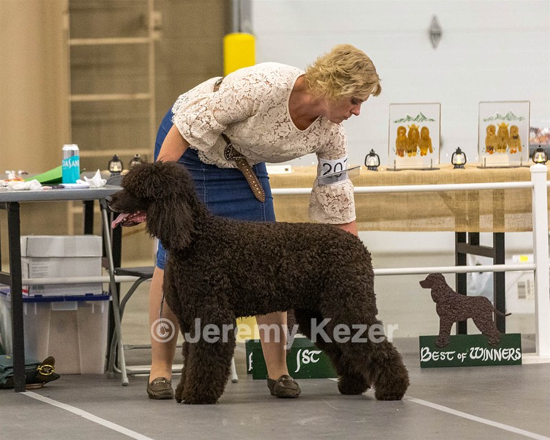 207 - GCH CH Flintcrest First Strike Fintan