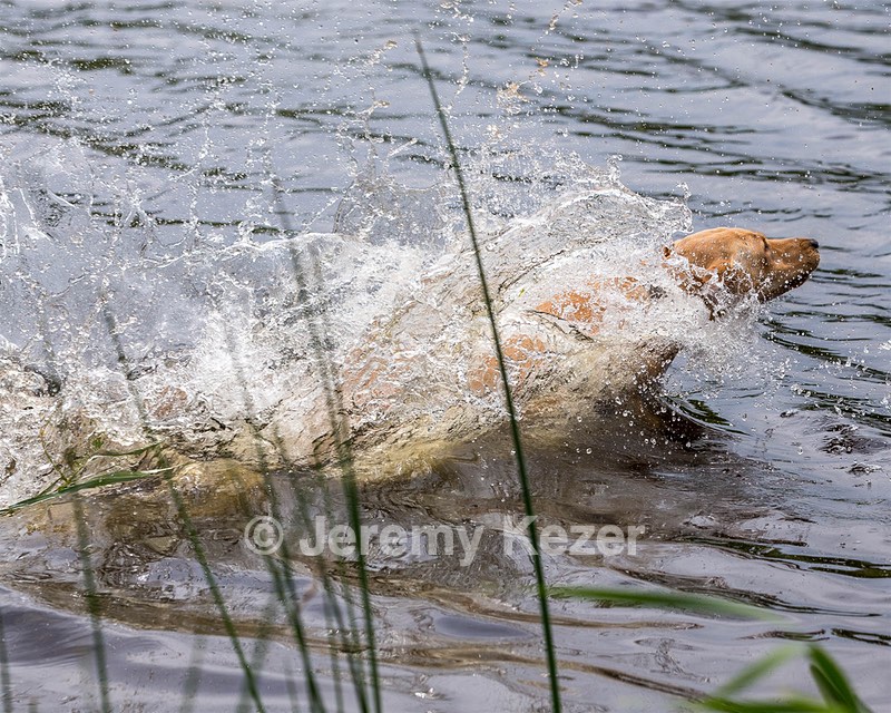20170603-SHRW-1928.jpg