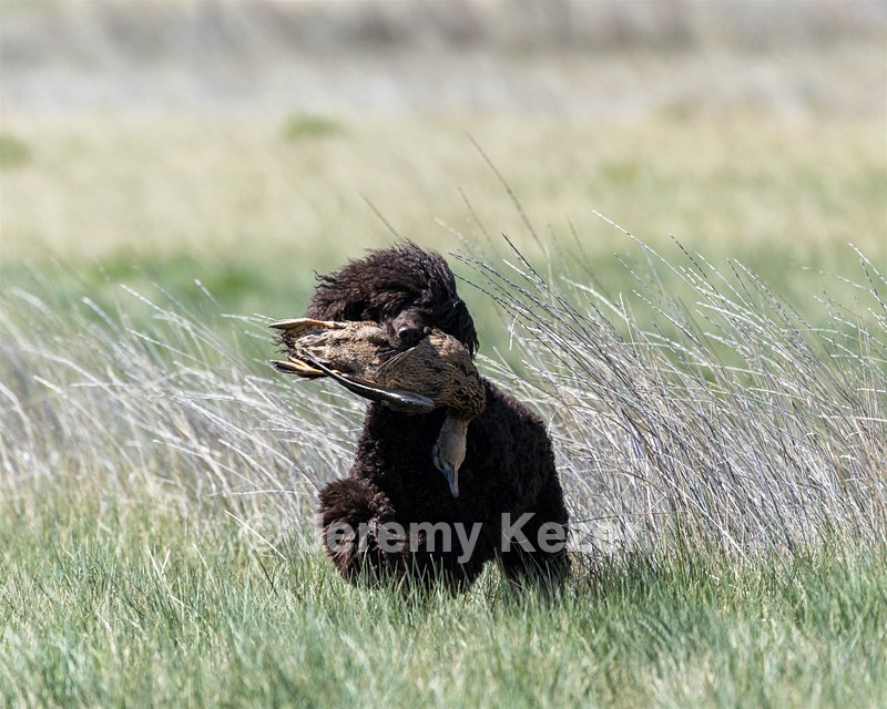 Ghillie