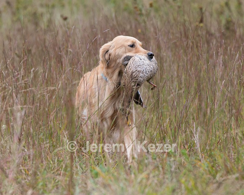 Josie