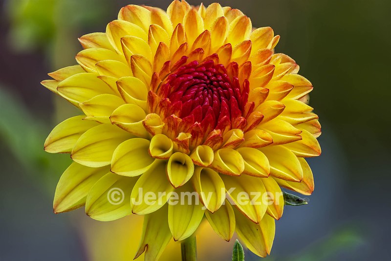 Dahlia