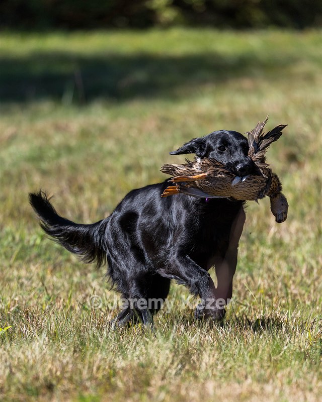 Test Dog