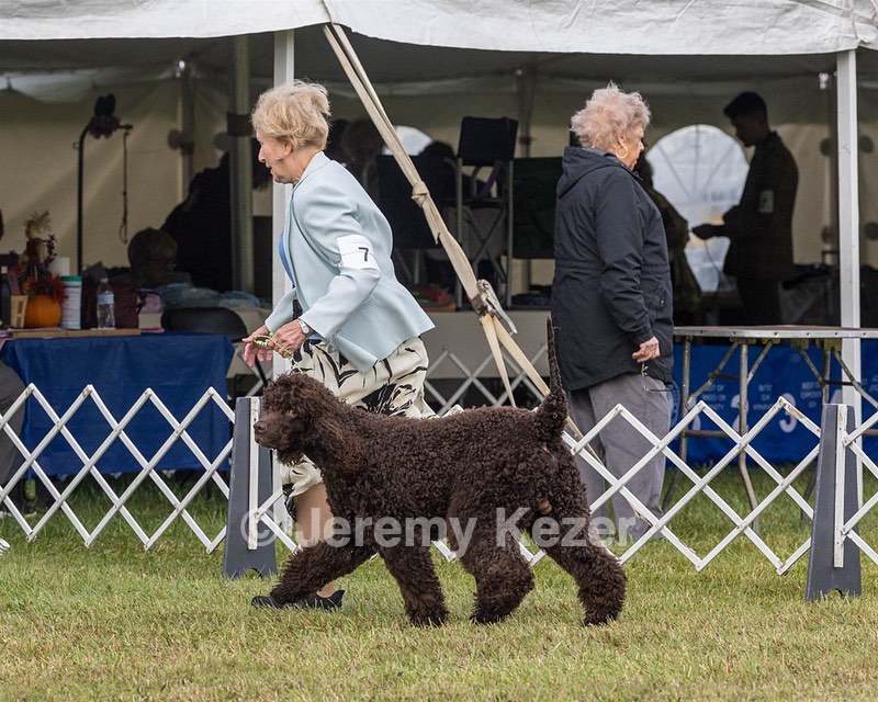 07 - GCH CH CASTLEHILL'S RAMBLIN' RAFAEL O'CRISPIN BN (Rafi)