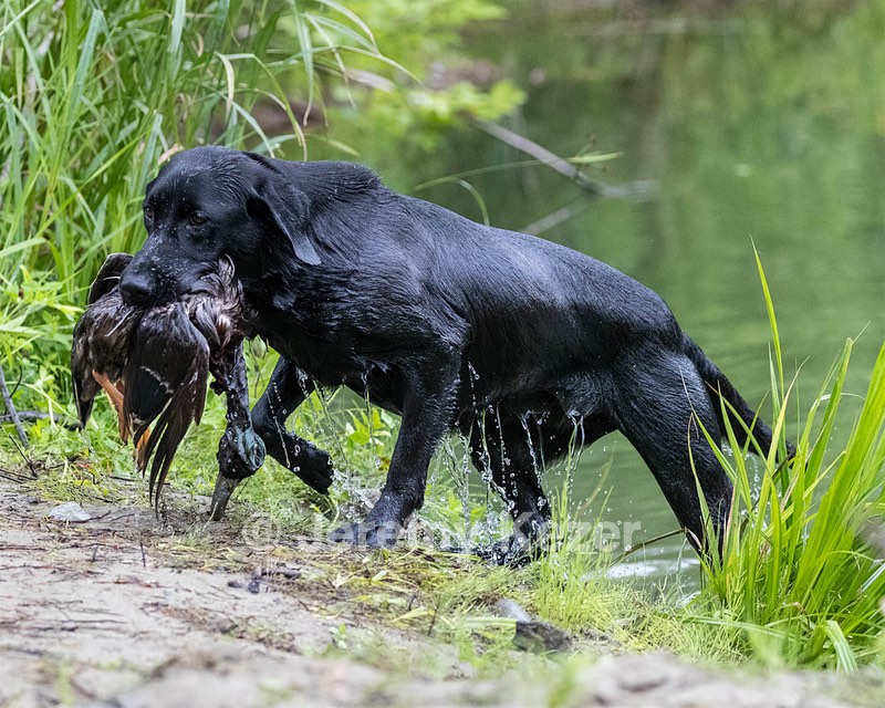 Piper Kelly