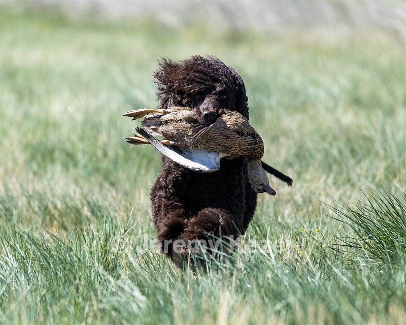 Ghillie