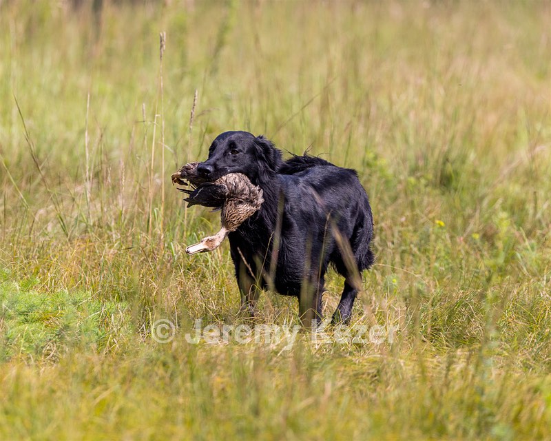 Ziva