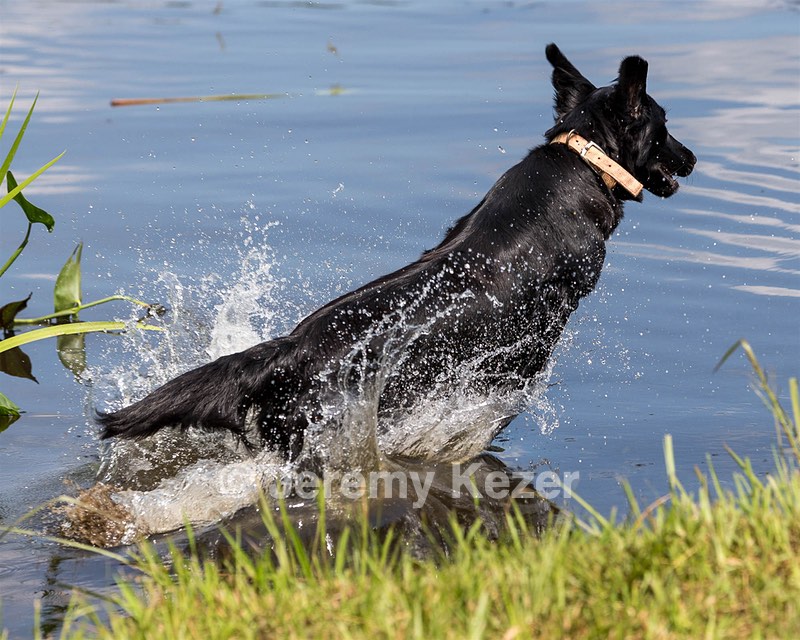 Ziva Millikin