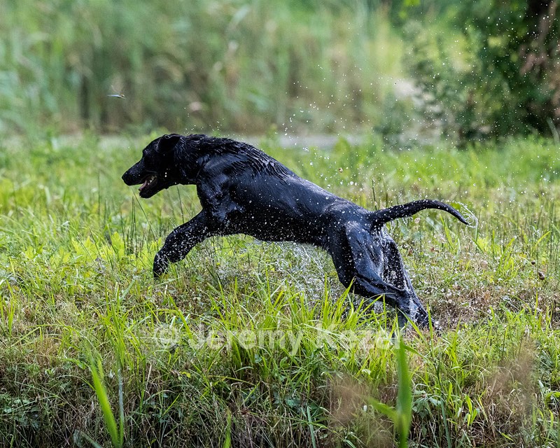 Karli Kello