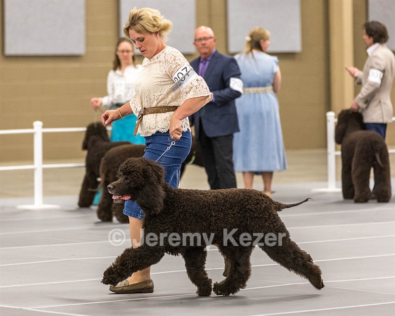 207 - GCH CH Flintcrest First Strike Fintan