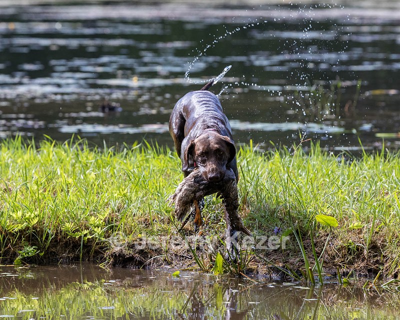 Roxy Fearnley