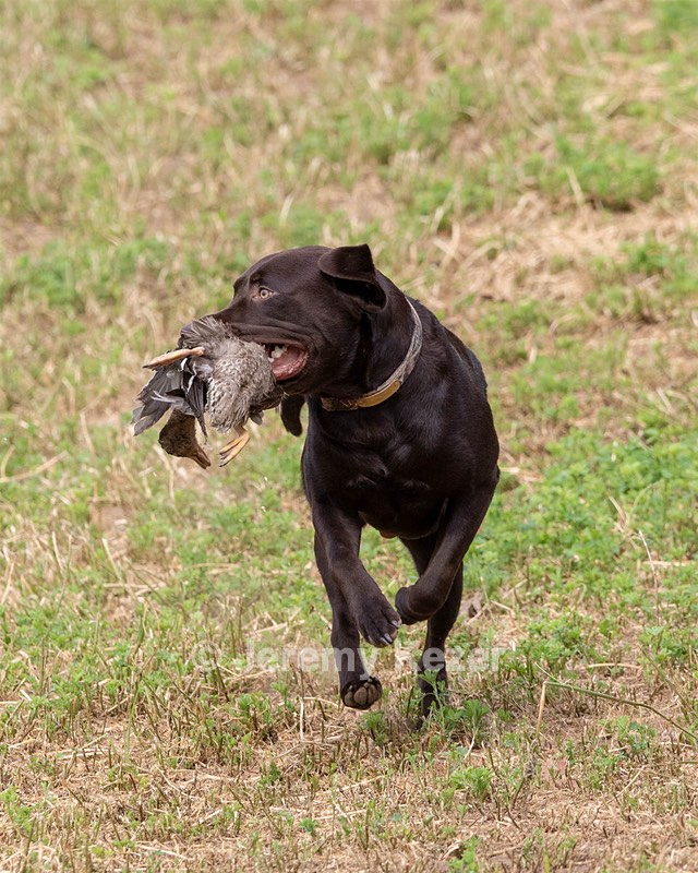 Tucker