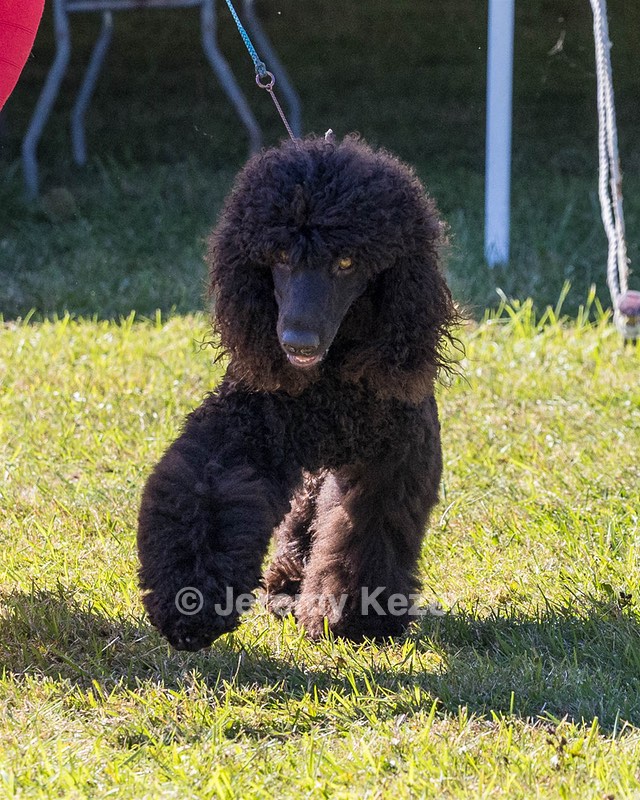 24 - POOLE'S IDE MODERN LOVE CGC (Remi)