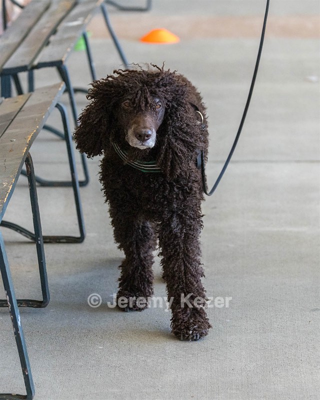 Darcy