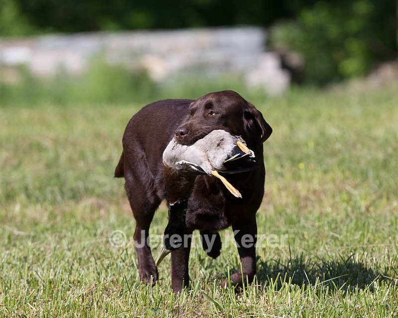Kodi