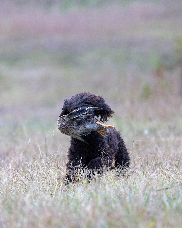 Ghillie Kezer